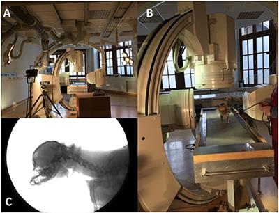 Three-Dimensional Kinematic Motion of the Craniocervical Junction of Chihuahuas and Labrador Retrievers